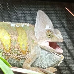 Meet your Posher, Bobbie